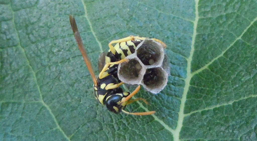 Polistes dominulus in costruzione nido?